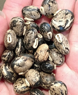 Pure Mucuna Powered