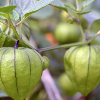 Tomatillo