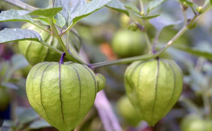 Tomatillo