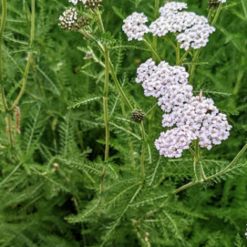 Yarrow