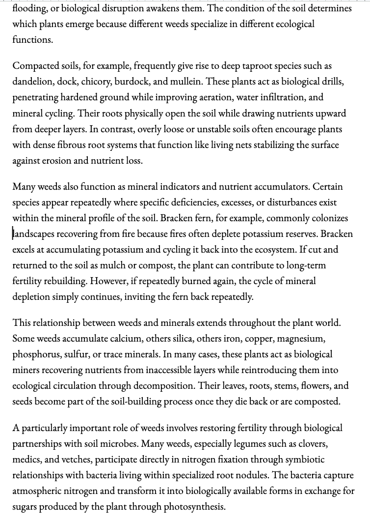 The Living Ground Wisdom of the Weeds - Image 3