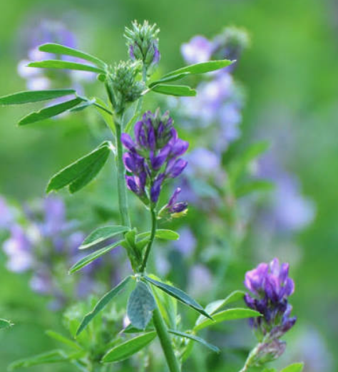 Alfalfa Seeds / Semillas de Alfalfa