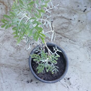 Dusty Miller / Cineraria Marítima
