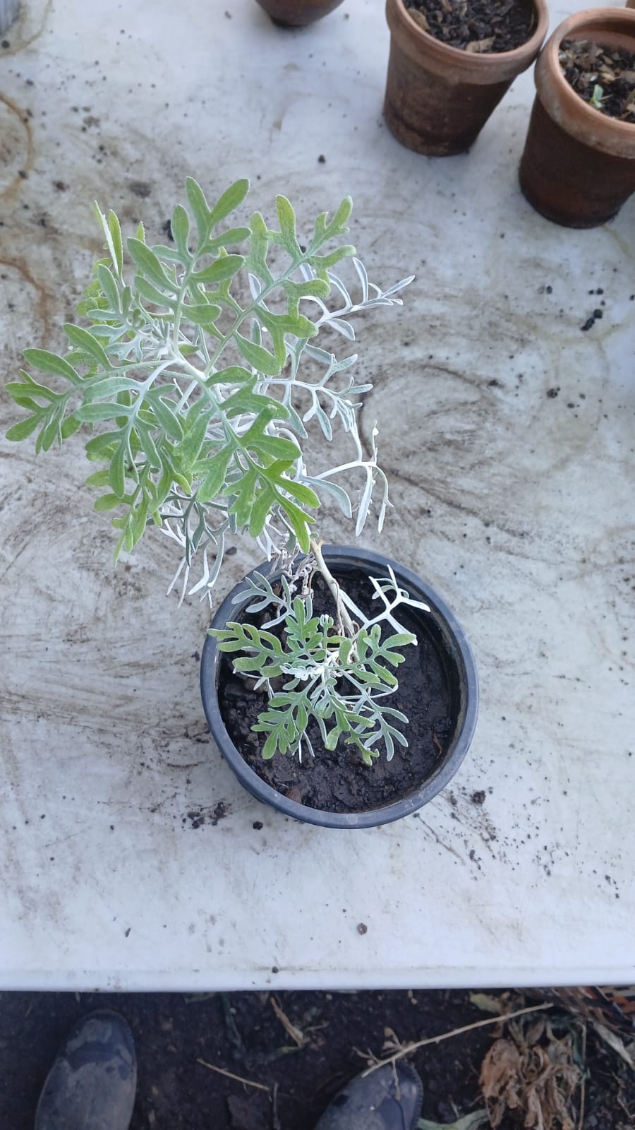 Dusty Miller / Cineraria Marítima