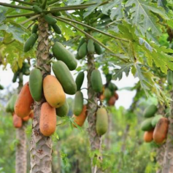 Papaya Seeds / Semillas de Papaya