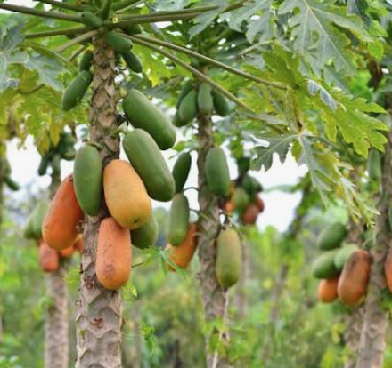Papaya Seeds / Semillas de Papaya