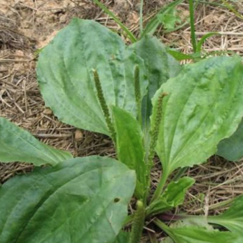 Plantain Seeds / Semillas de Llantén