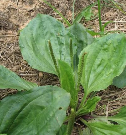 Plantain Seeds / Semillas de Llantén