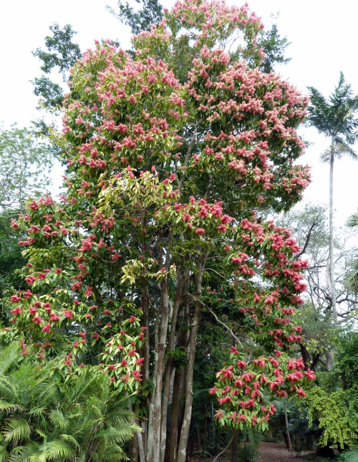 Ant Tree / Árbol Hormiguero - Image 2