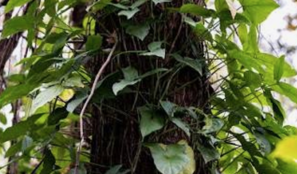 arrowhead vine