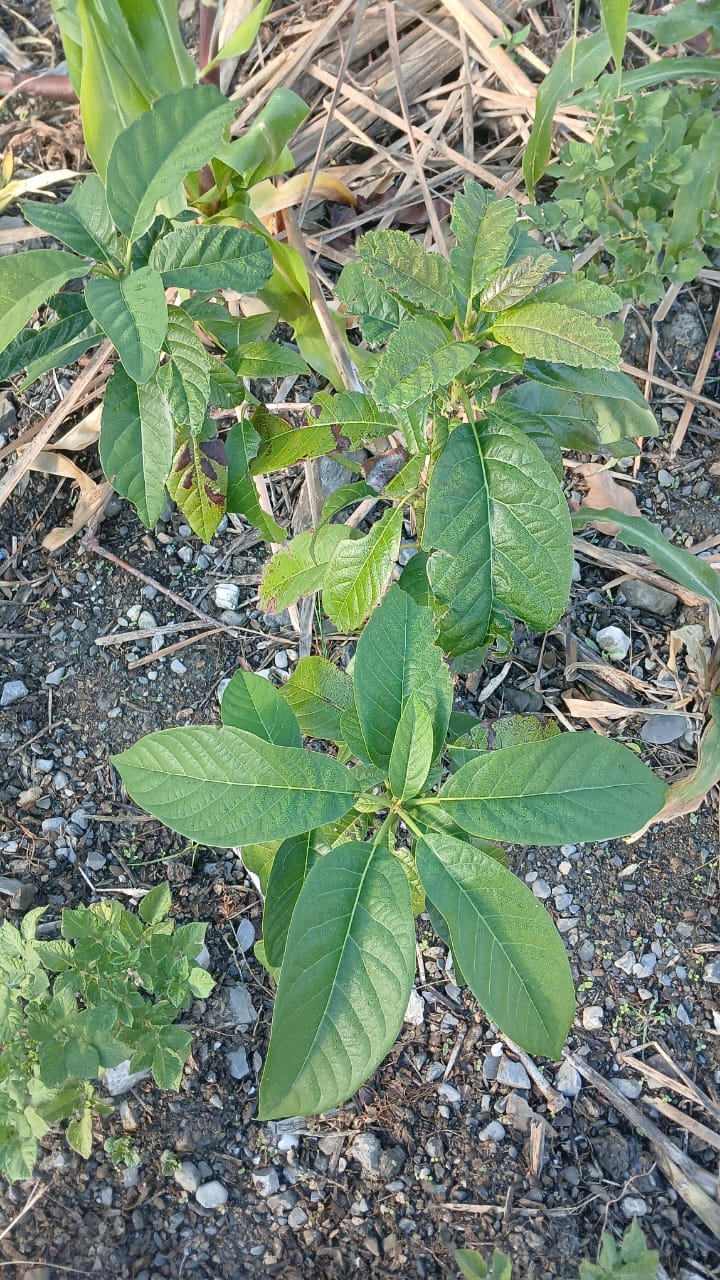 Avocado / Aguacate
