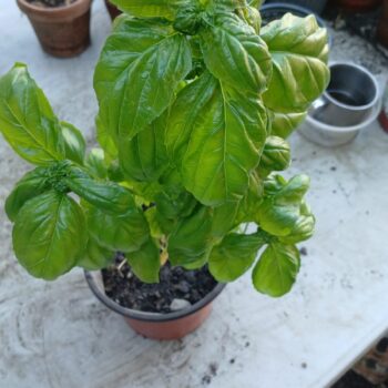 Basil Green - Albahaca Verde