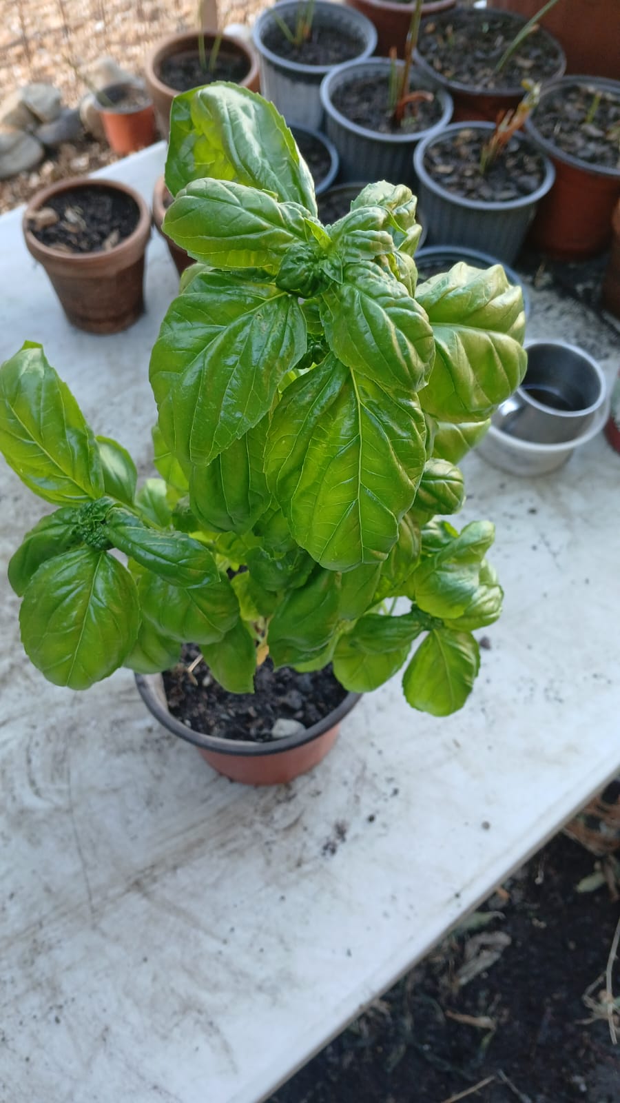 Basil Green - Albahaca Verde