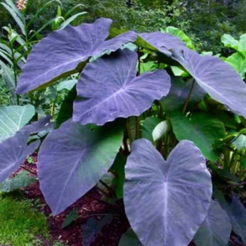Black Elephant Ear / Oreja de Elefante Negra