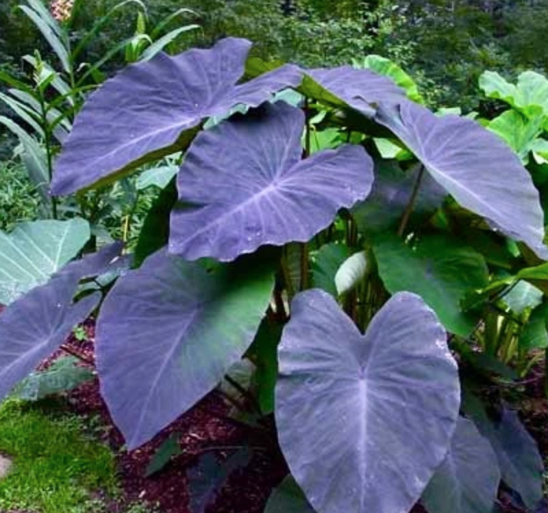 Black Elephant Ear / Oreja de Elefante Negra