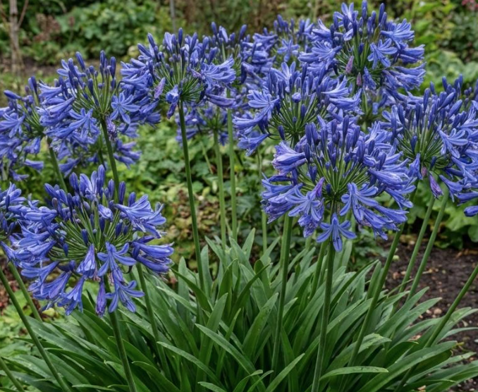 Blue Lily Bulb