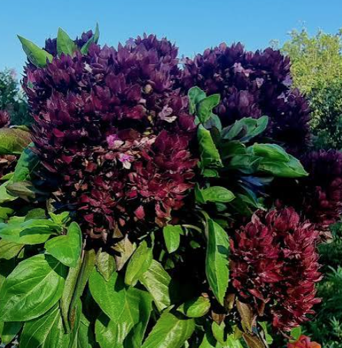 Crimson Basil / Albahaca Crimson