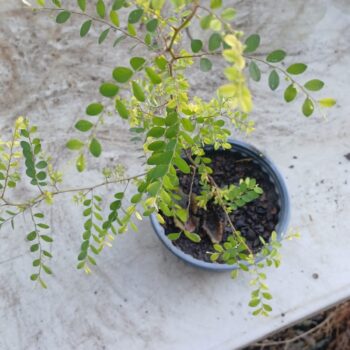 Chanca Piedra / Chanca Piedra