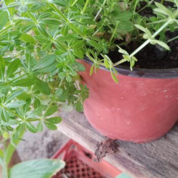Cleavers