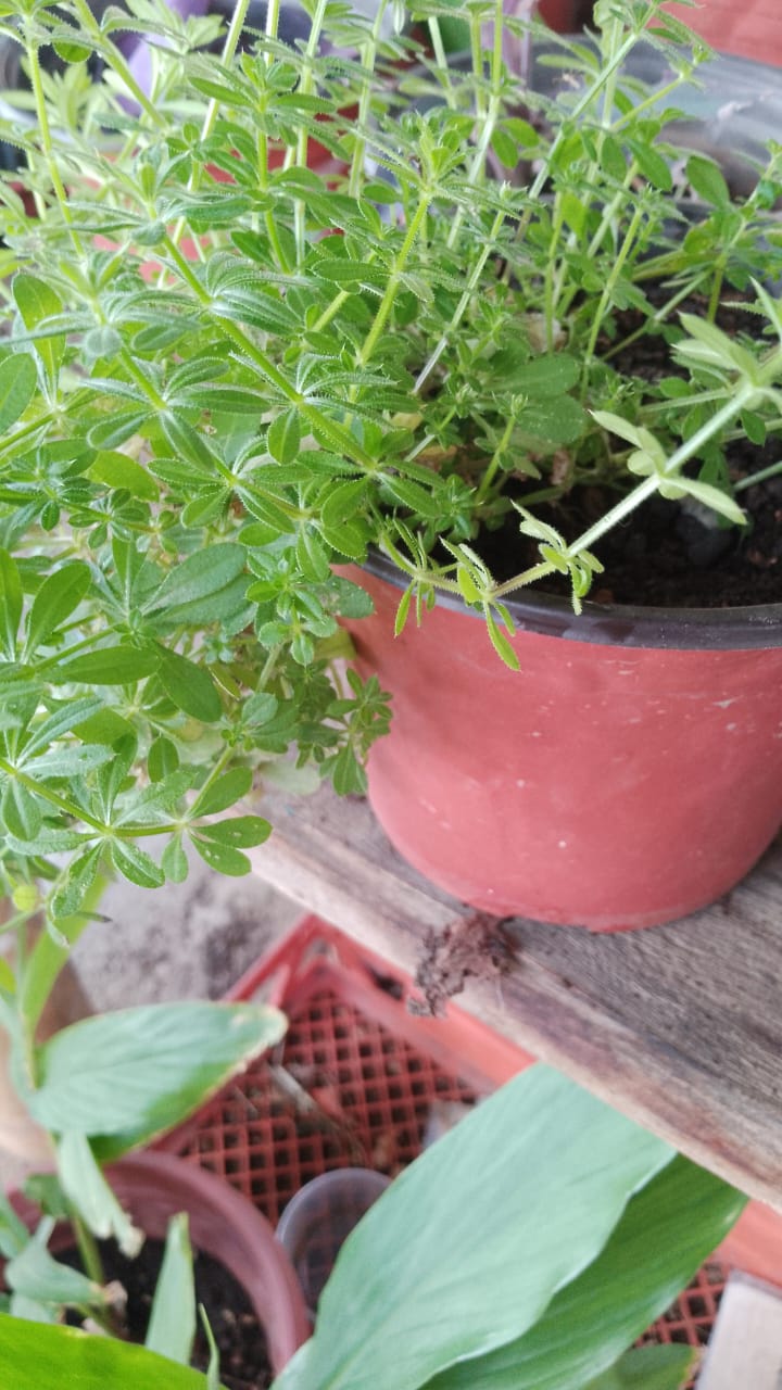 Cleavers