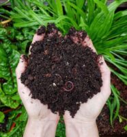 Microbe Compost Workshop, Living Ground
