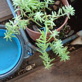 Sedum mexicanum / Erizo de Mar