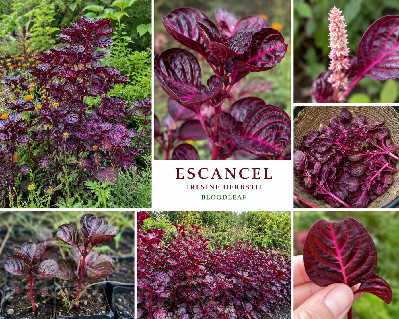 Escancel / Escancel