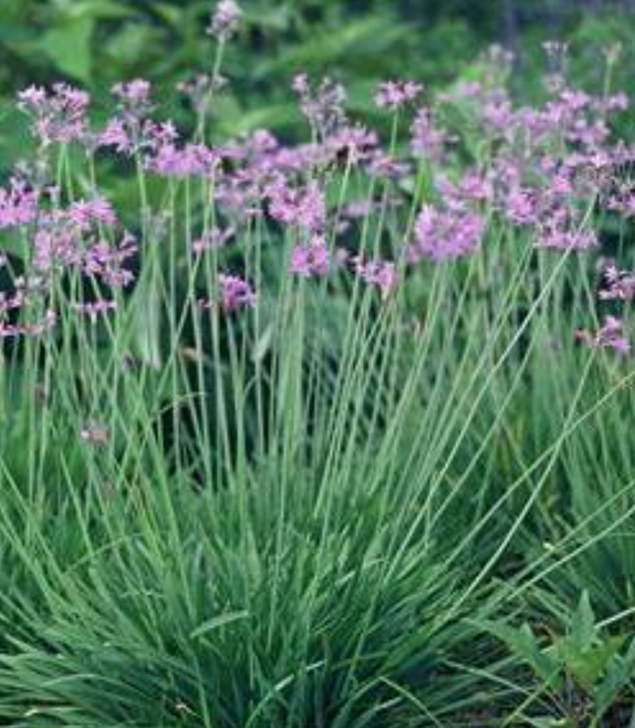 Society Garlic, Ecuadorian Cebollin - Image 2