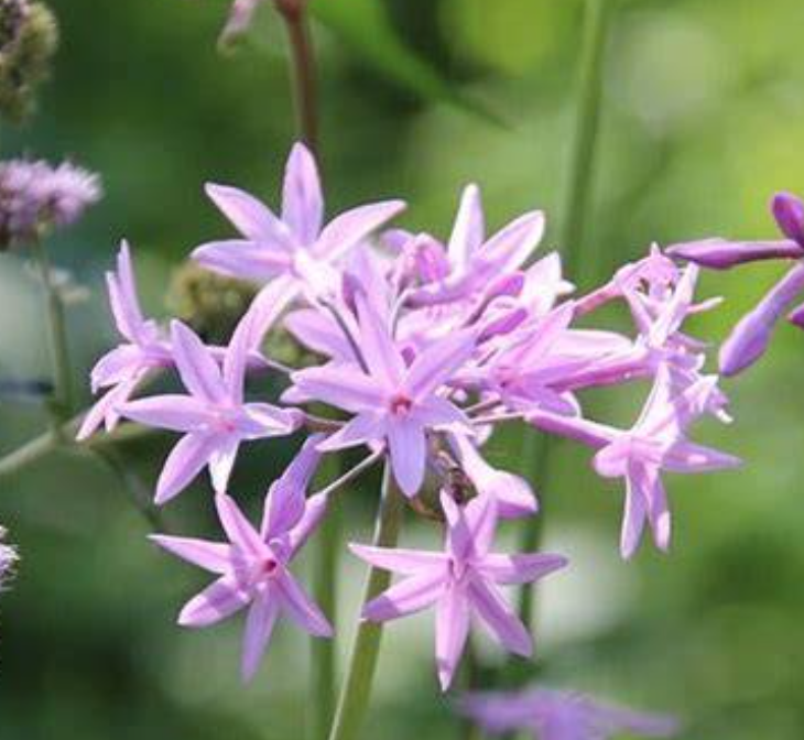 Society Garlic, Ecuadorian Cebollin