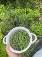 Medicinal and culinary herbs in the Living Ground gardens
