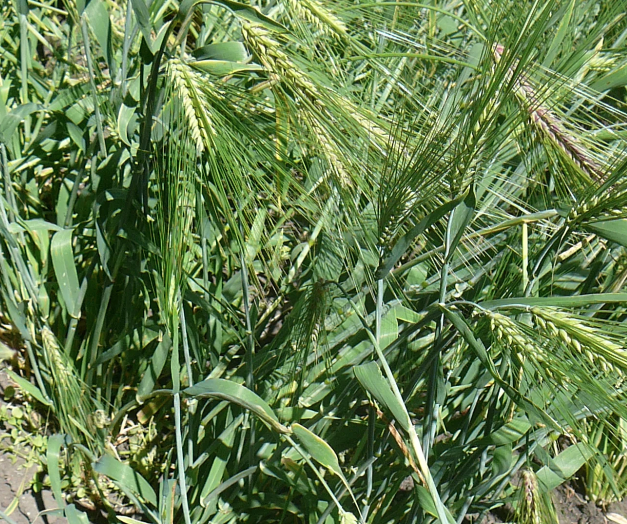Blue Wheat - Trigo Azul