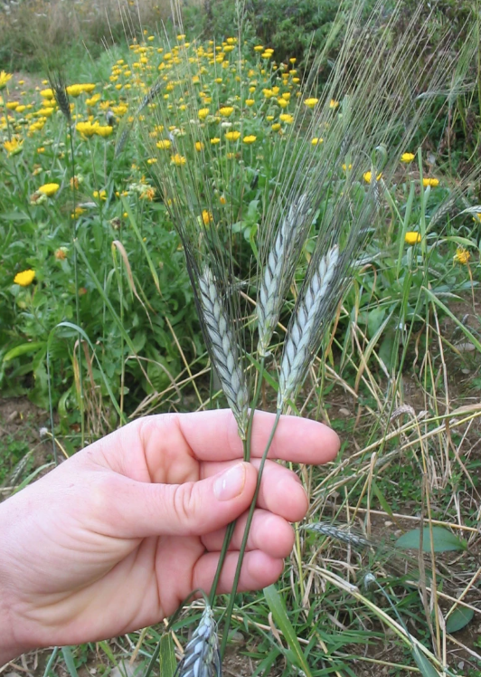 Hulless Barley Seeds, Semillas de Cebada Descascarada