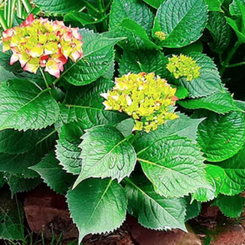 Hortensia / Hydrangea (Hydrangea macrophylla)