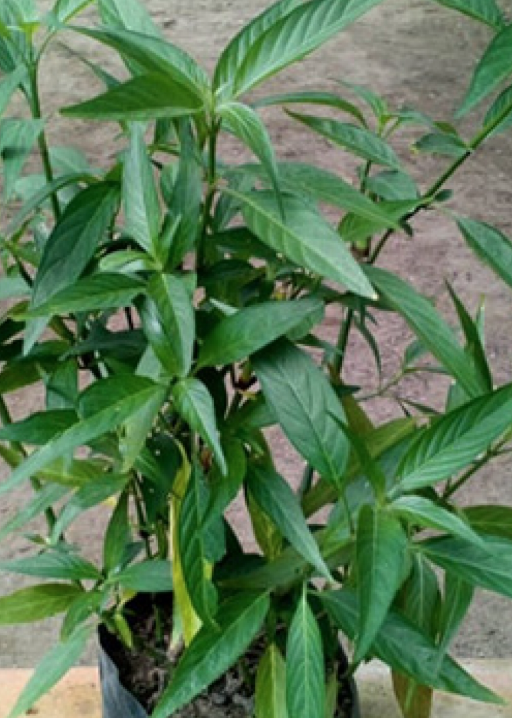 Insulin Plant / Planta de Insulina