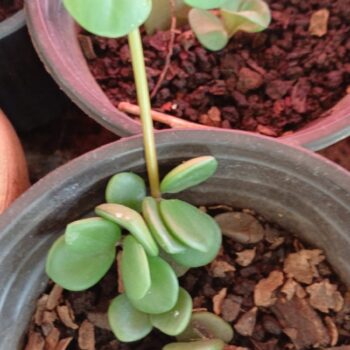 Hanging Jade / Jade de Pendiente