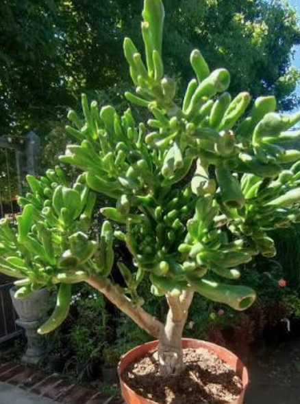 Jade Plant/ Oreja de Shuek