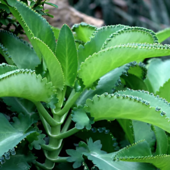 Kalanchoe / Kalanchoe