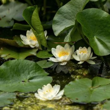 White Lilly Pad