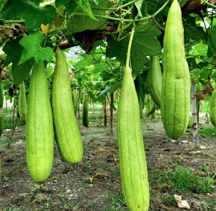 Luffa - Lufa
