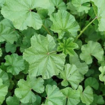 Mallow / Malva