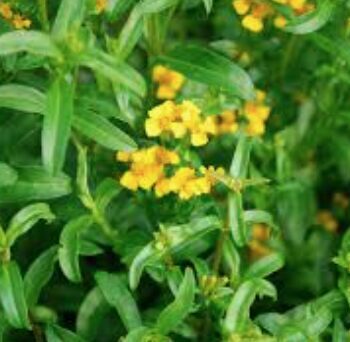 Mexican Tarragon - Estragón Mexicano