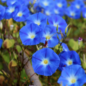 Morning Glory Blue