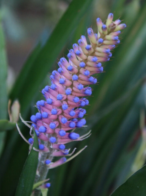 photo of matchstick bromelaid