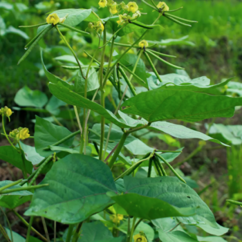 Mung Beans