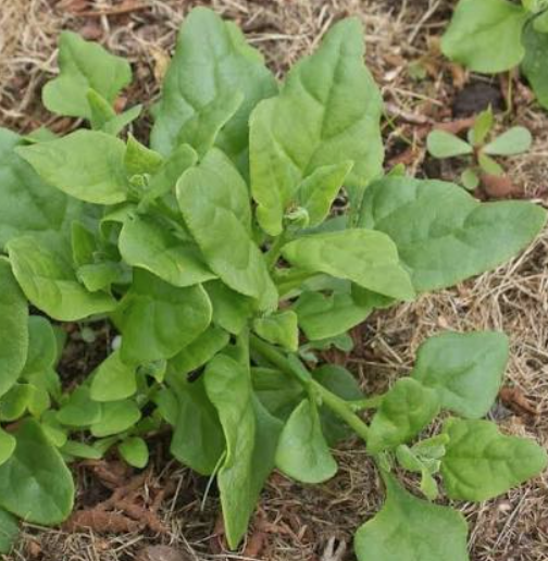 New Zealand Spinach / Espinaca Nueva Segunda