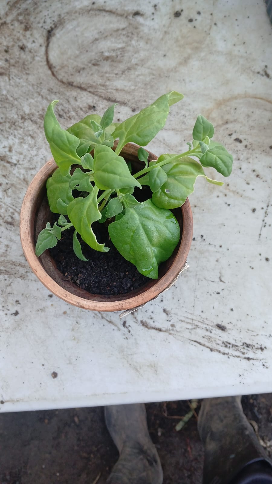 New Zealand Spinach / Espinaca Nueva Segunda - Image 2