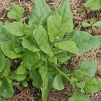 New Zealand Spinach Seeds / Semillas de Espinaca de Nueva Zelanda