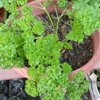 Curly Parsley / Perejil Rizado