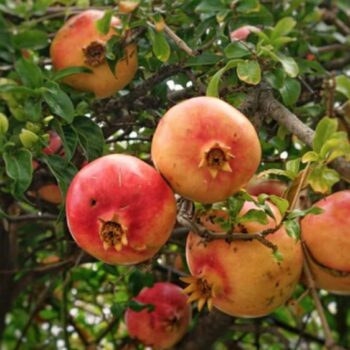Pomegranate  Skin Tincture - Tintura de piel Granada
