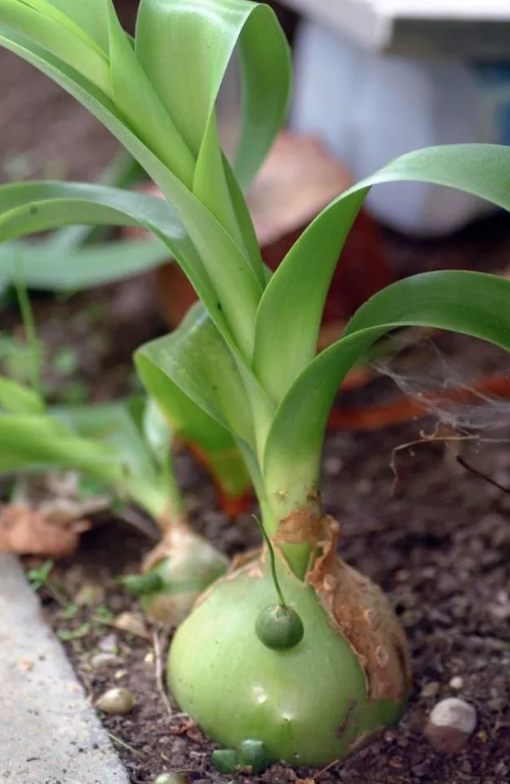 photo of pregnant onion